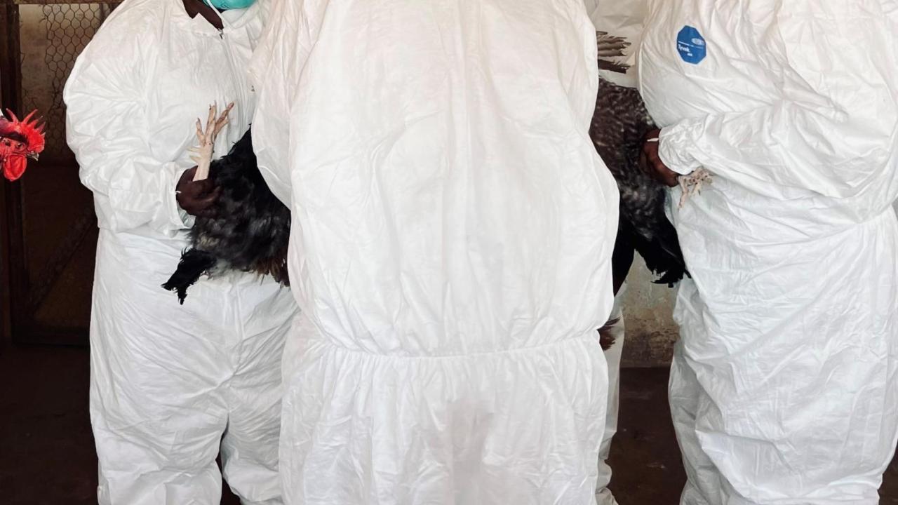 Vaccination chickens