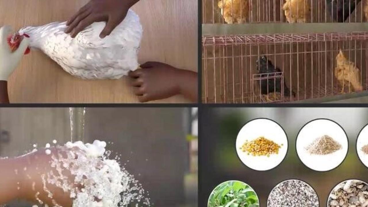 NDV Prevention_Educational Outreach Video